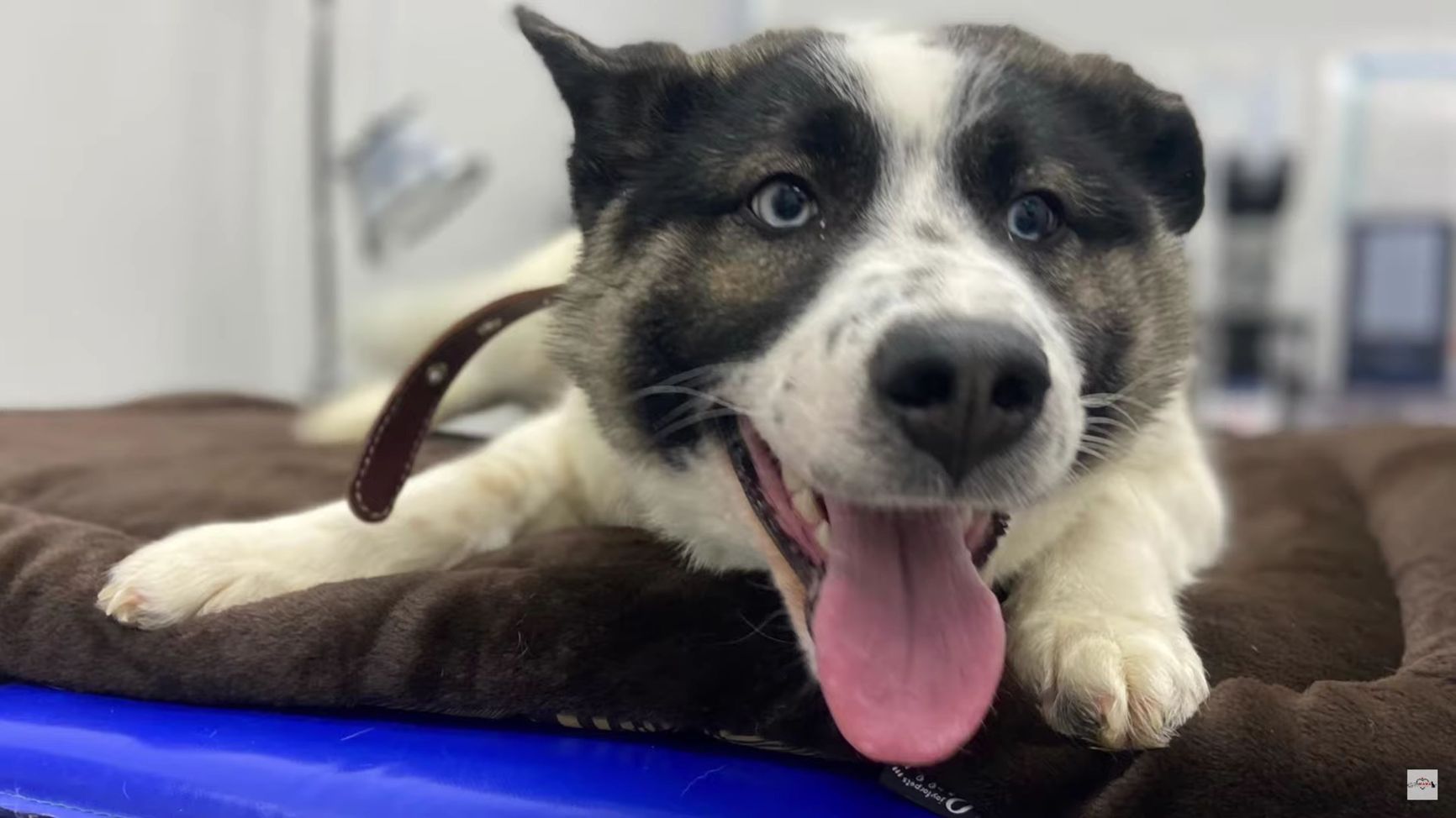 Runa, a dog rescued from Yakutsk, is being examined at a veterinary clinic in Moscow